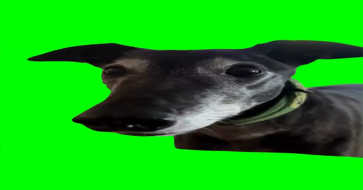 Teeth Chattering Meme Download Video