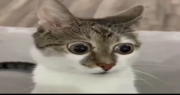 Terrified Cat Video