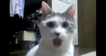 Terrified Shocked Cat Terrified Shocked Cat Video