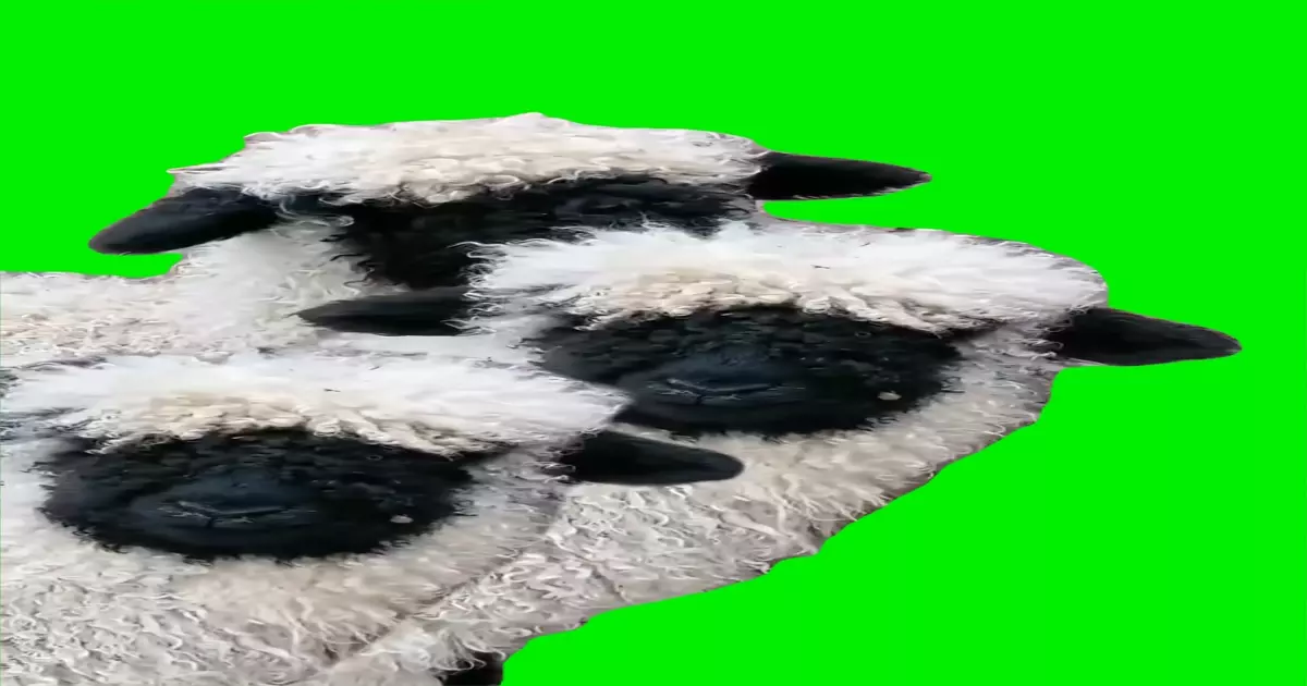 The Sheep Say Baa Baa Baa Meme Download Video