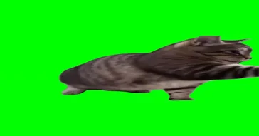 They Not Like Us Ooiiaa Cat Version Meme Video