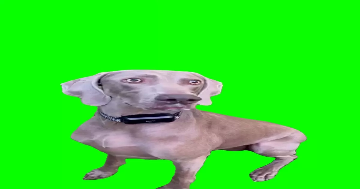 Theyre Eating The Dogs Meme Download Video