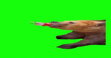 Red Bear Chasing Meme Download | Video & Audio Meme Video