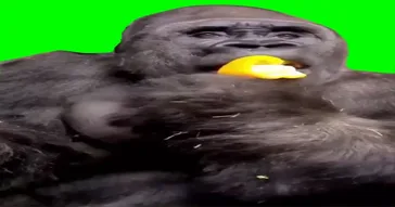 I Saw Nothing Meme Download | Video & Audio Meme Video