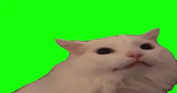 Thurston The Cat Green Screen Video