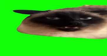 Cute Cat Stare Green Screen Meme Download | Video & Audio Meme Video