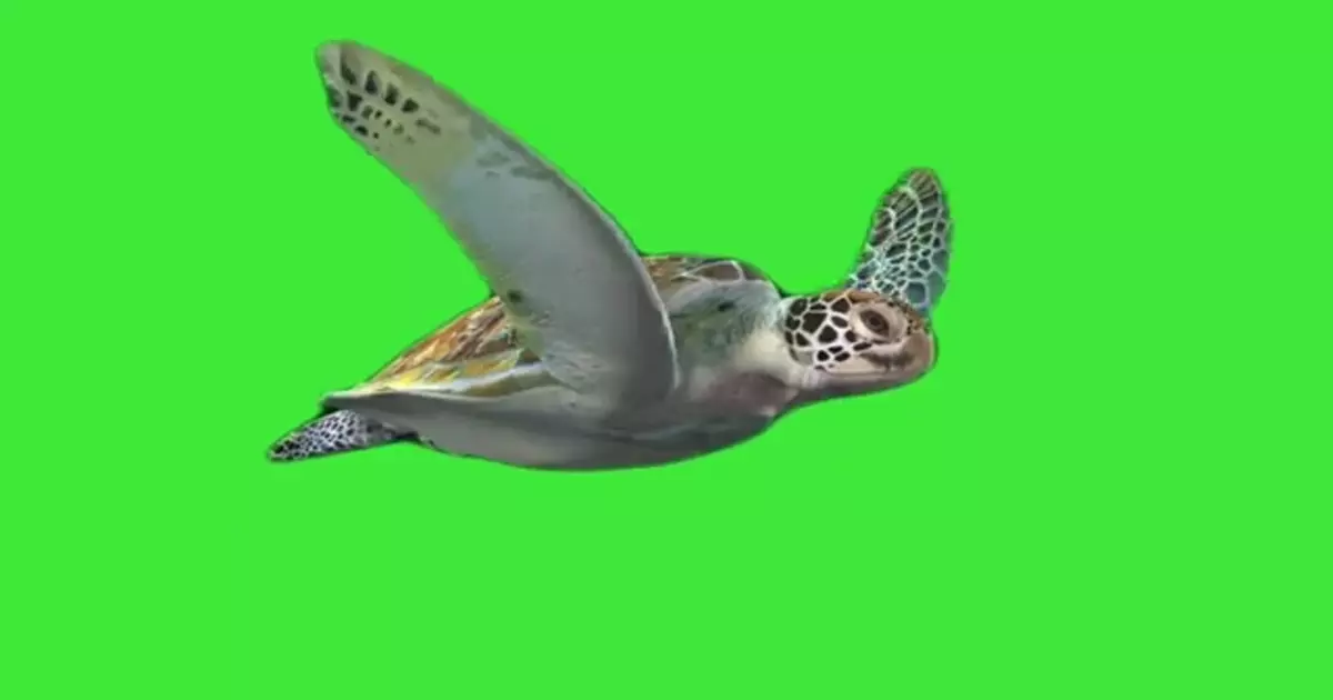 Tortuga Meme Download Video