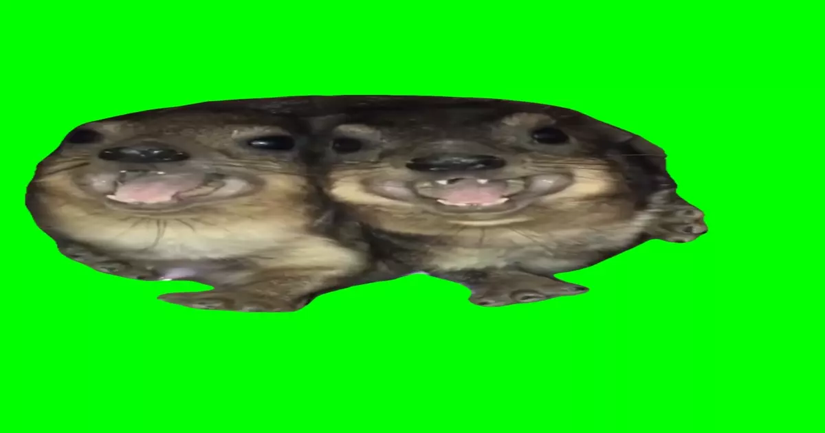 Tow Hyrax Screaming Green Screen Meme Download Video