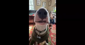 Pookie Dadmash Meme Download | Video & Audio Meme Video