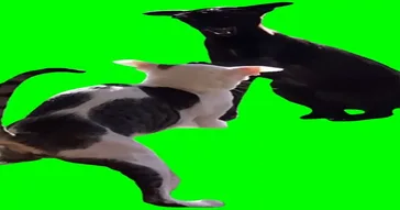 Cats Arguing Meme Download | Video & Audio Meme Video