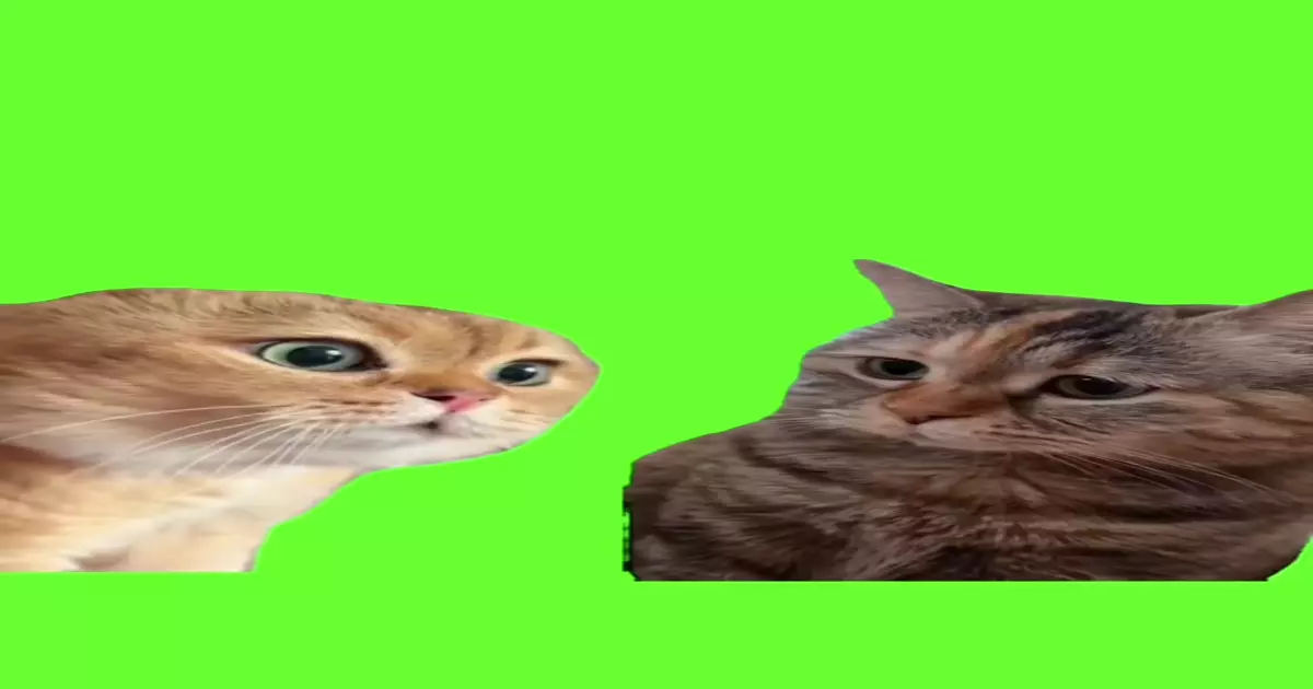 Two Cats Talking Meme Download Video
