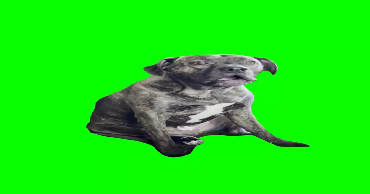 Upset Dog Talking Meme Download Video
