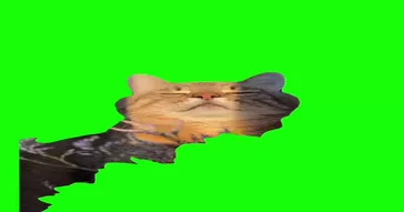 Kitty Cat Shake It To The Max Meme Download | Video & Audio Meme Video