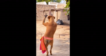Viral Dog Dance Dil Toot Gaya Hai