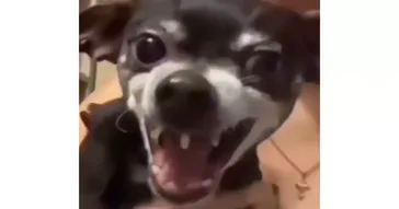 Dog Laughing Meme Download | Video & Audio Meme Video