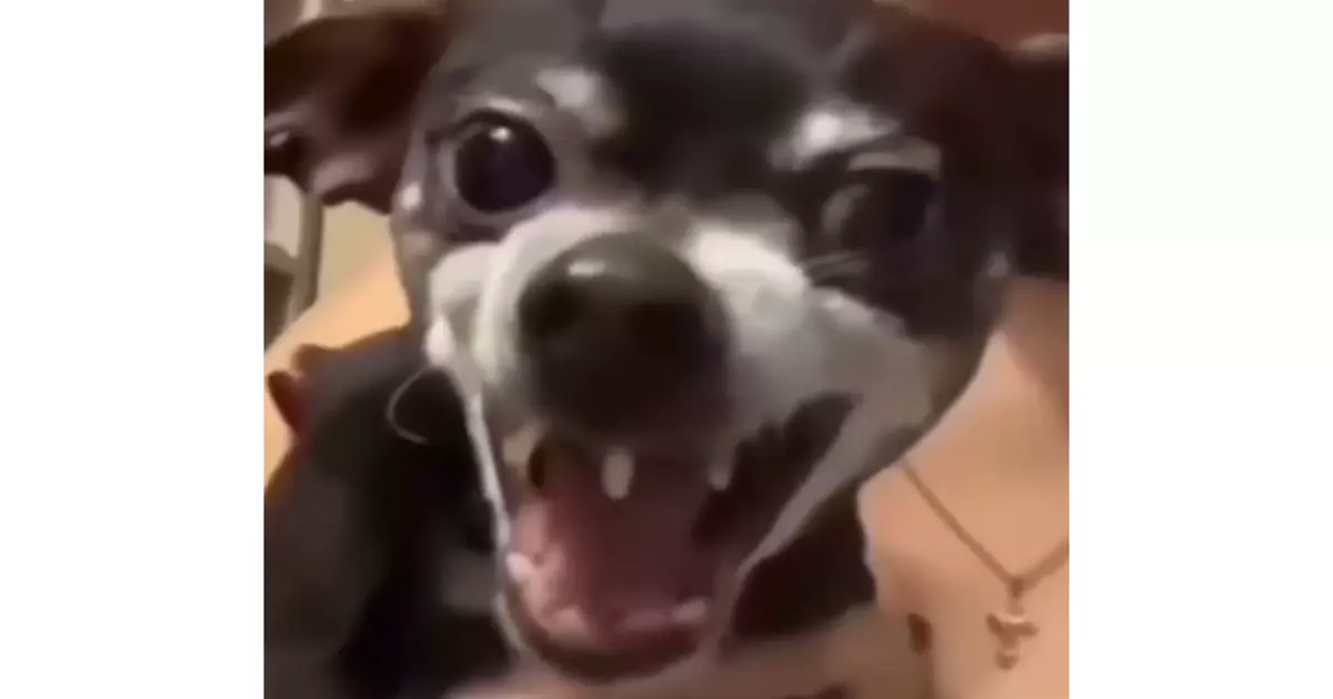 Viral Dog Laughing Instagram Meme Download Video