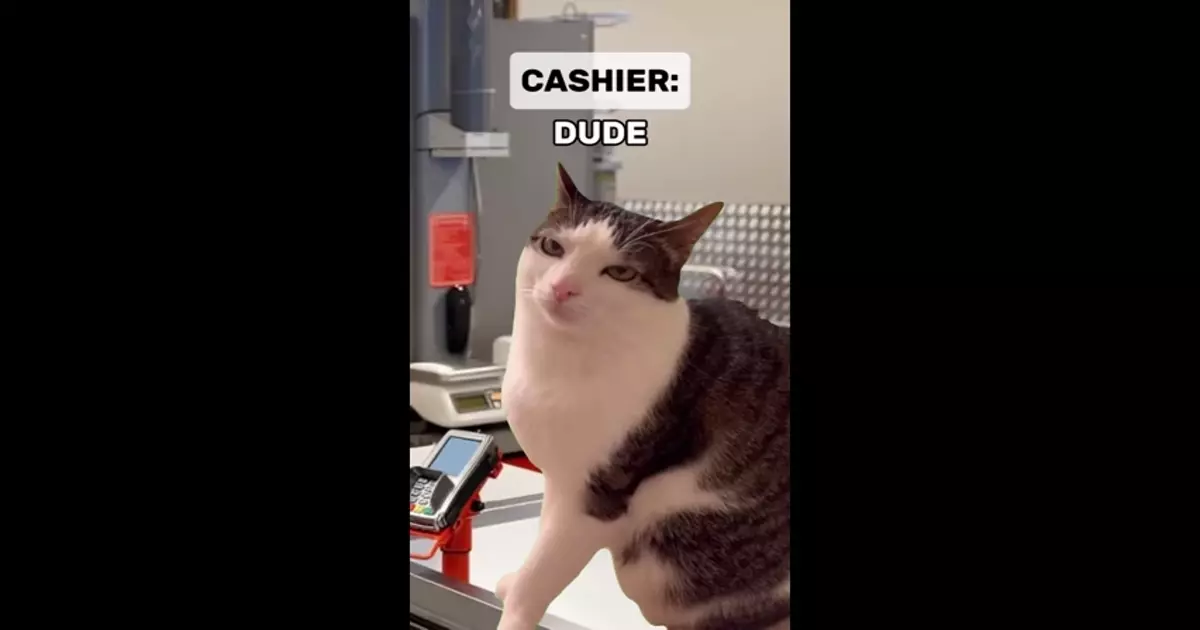 Viral Hilarious Checkout Cat Meme Download Video