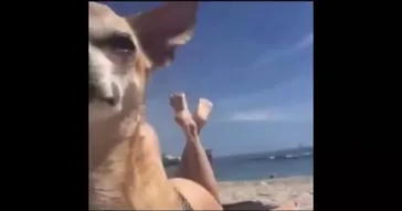 Ya Ya Ya Yes Youtube Viral Meme Download | Video & Audio Meme Video