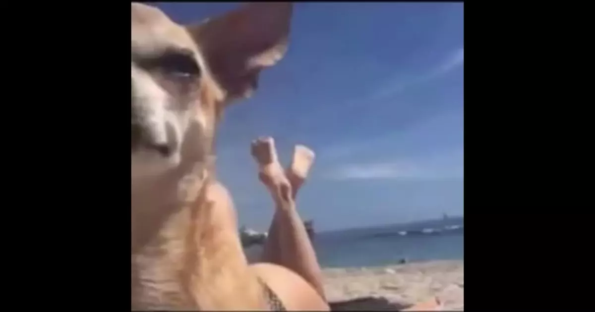 Viral Youtube Funny Meme Download Video