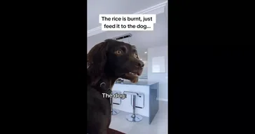 Dogs Echo Sounds Meme Download | Video & Audio Meme Video