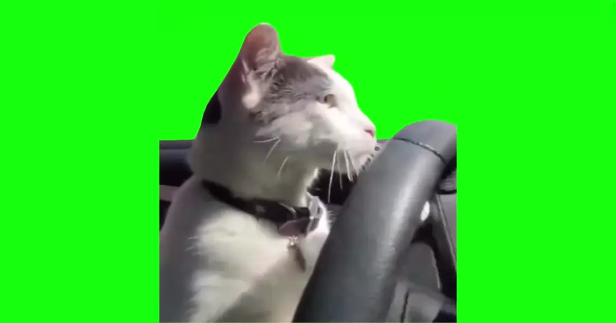White Cat Driving Green Screen Meme Download Video