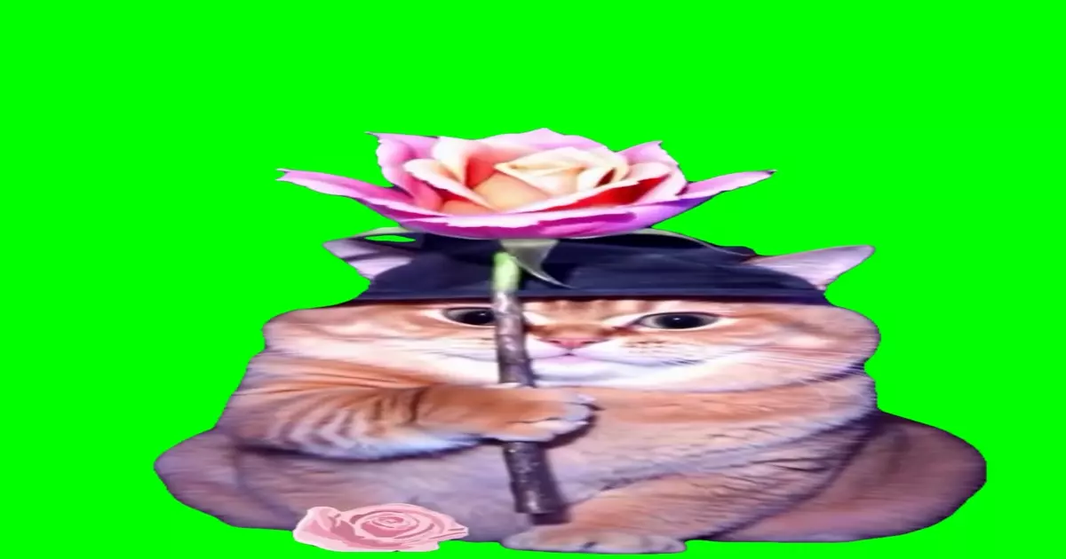 Wizard Cat With A Rose Green Screen Meme Download Video
