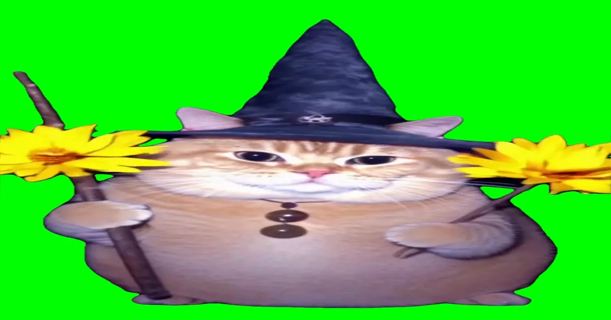 Wizard Cat With Sunflowers Green Screen Meme Download Video