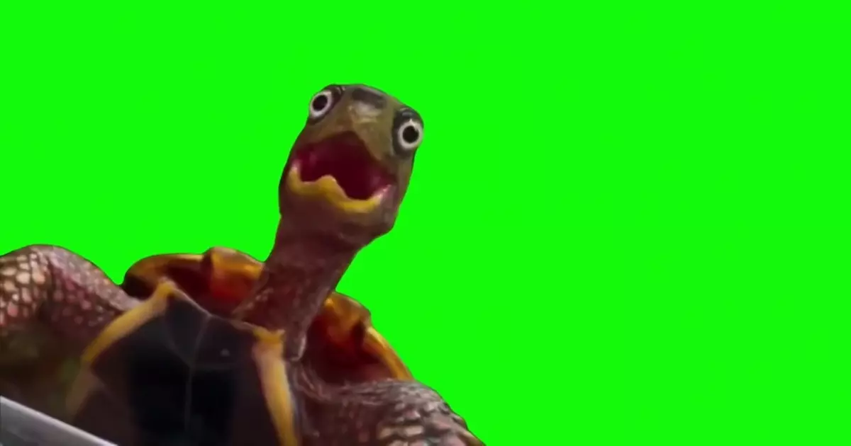 Woah Turtle Green Screen Meme Download Video