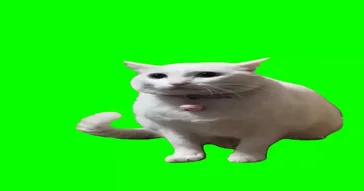 Hamster Scared Of Touching Green Screen Meme Download Video