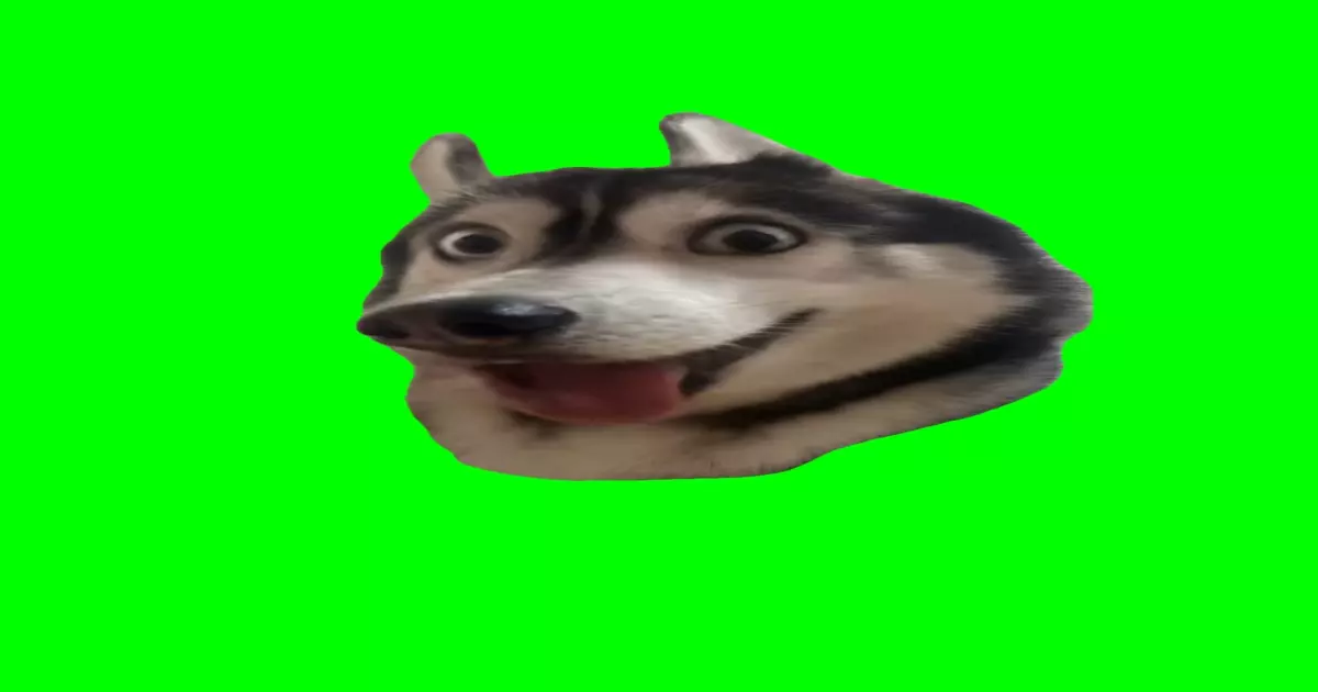 Xcited Dog Meme Download Video
