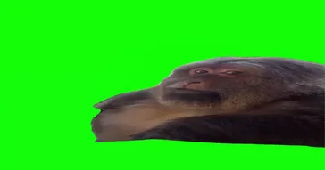 Monkey Side Eye Green Screen Meme Download | Video & Audio Meme Video
