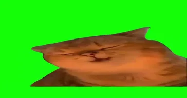 Pipipipi Cat Meme Download | Video & Audio Meme Video