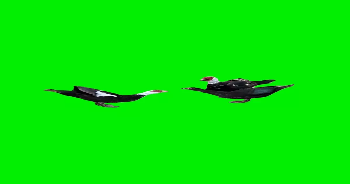 Yes It Do Crazy Green Screen Meme Download Video