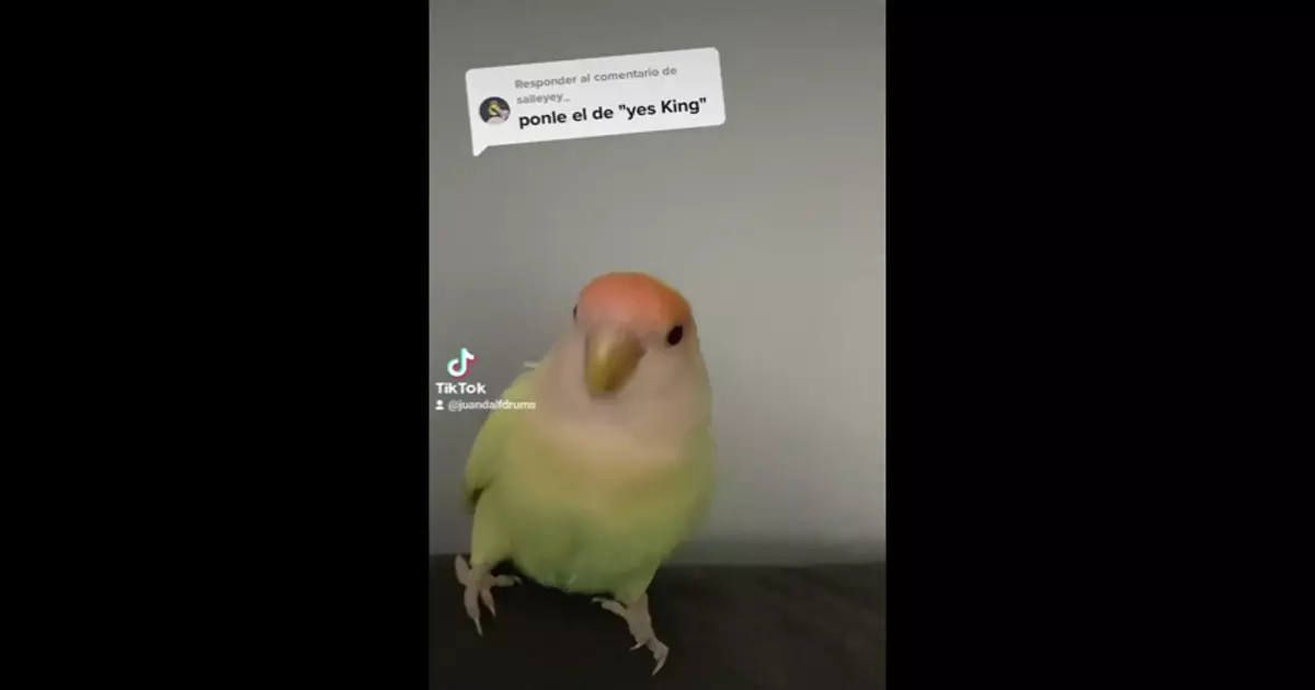 Yes King Meme Download Video